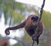 B Brown Capuchin on wire