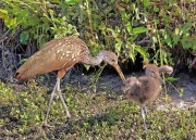 Limpkin chick with mother
