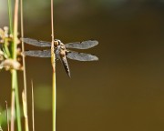 2014 07 07 17480 cesr  4 spotted skimmer Dragonfly