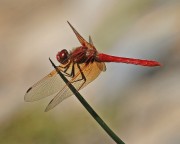 2014 07 09 17625 c2esr Cardinal Meadowhawk Dragonfly