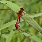 2014 09 13 19403 c2esr Autumn Meadowhawks dragonflies mating