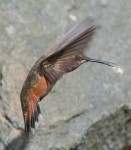 Hummingbird Rufous 4  13JH