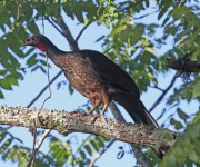 Red faced Guan