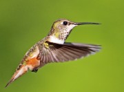 Rufous Hummingbird female Ron Holmes 800