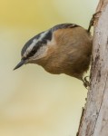 Nuthatch  Red breasted 20150912 05