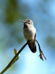 Anna s hummingbird5