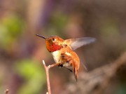 Rufous hummingbird1