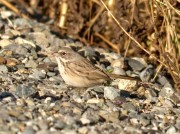 Sagebrush sparrow