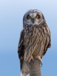 Short eared owl1