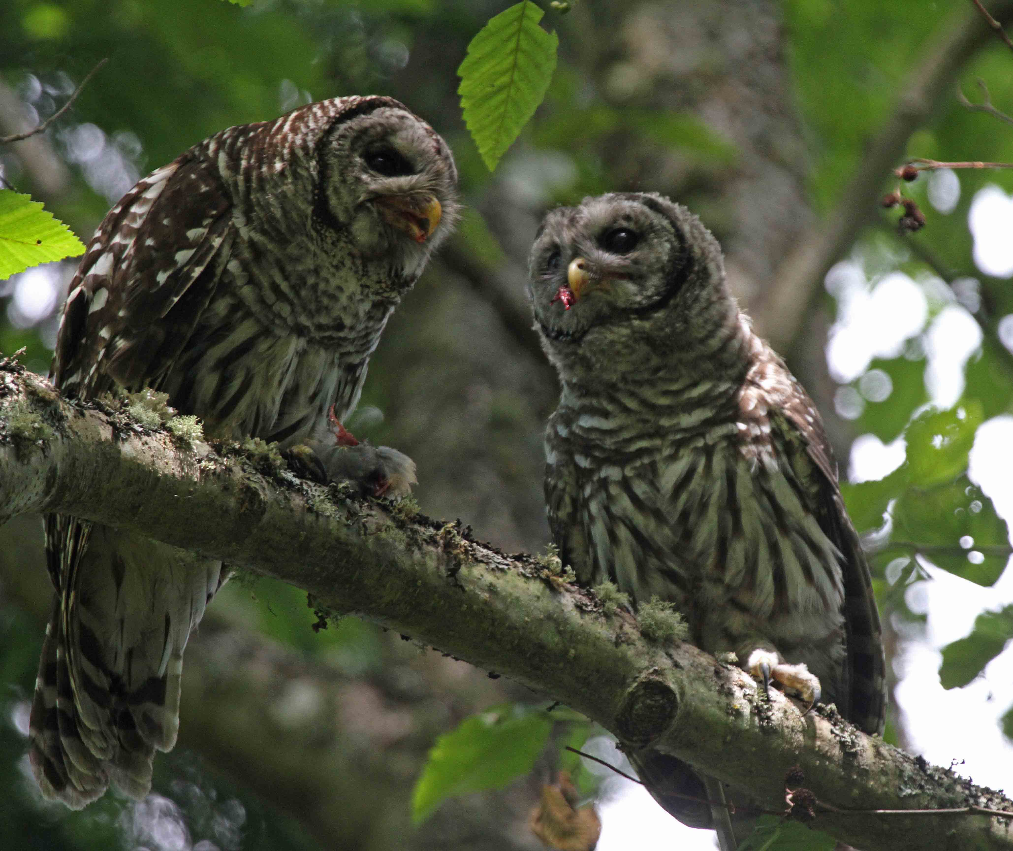 barred owl baby and adut